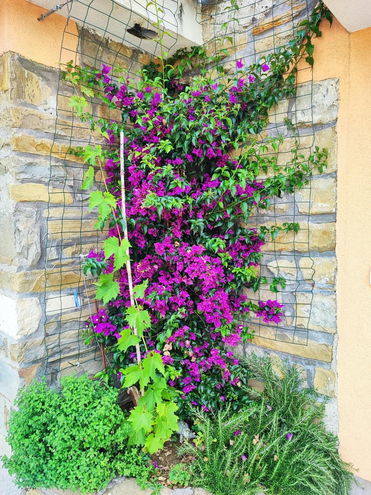 Apartment Wine & Olive Oil Mofardin โคเปร์ ภายนอก รูปภาพ
