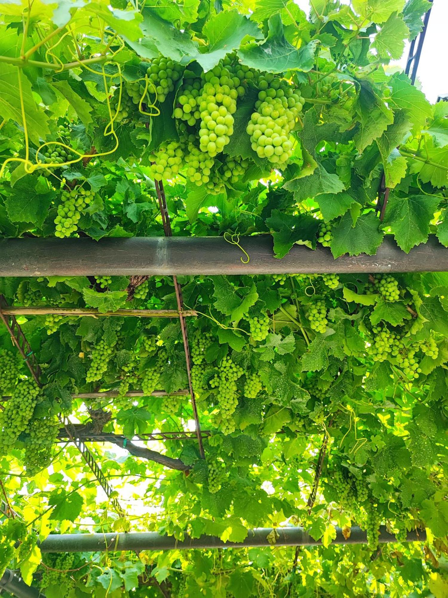 Apartment Wine & Olive Oil Mofardin โคเปร์ ภายนอก รูปภาพ